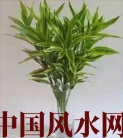 泉州十二生肖养什么植物最旺财运？你知道吗！